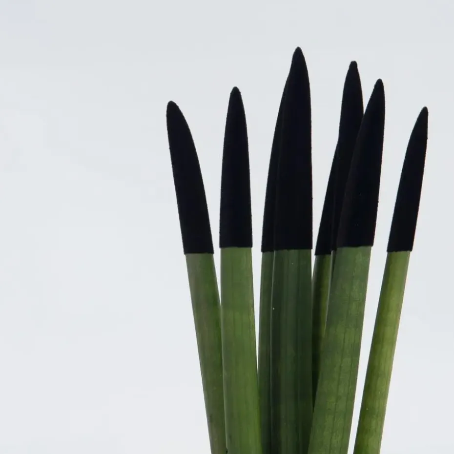 Afrikaanse Speerplant - Sansevieria cylindrica - Hoogte 20-40cm - Pot 9cm