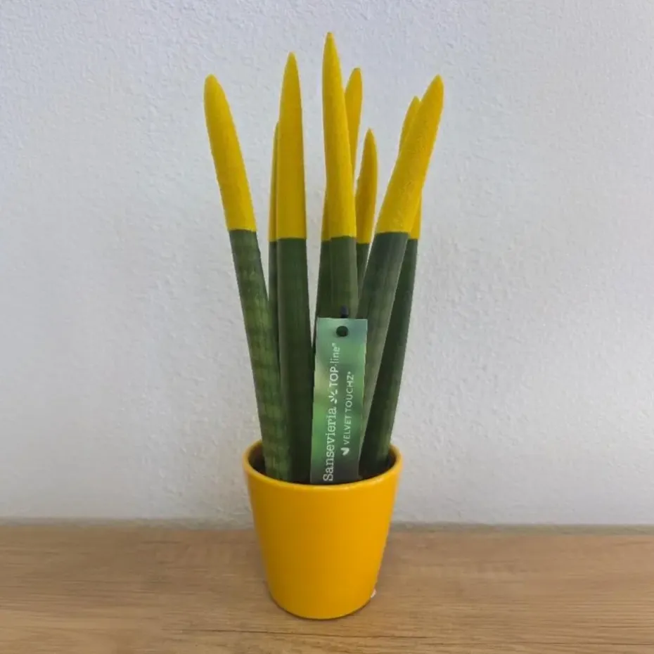 Afrikaanse Speerplant - Sansevieria cylindrica - Hoogte 20-40cm - Pot 9cm