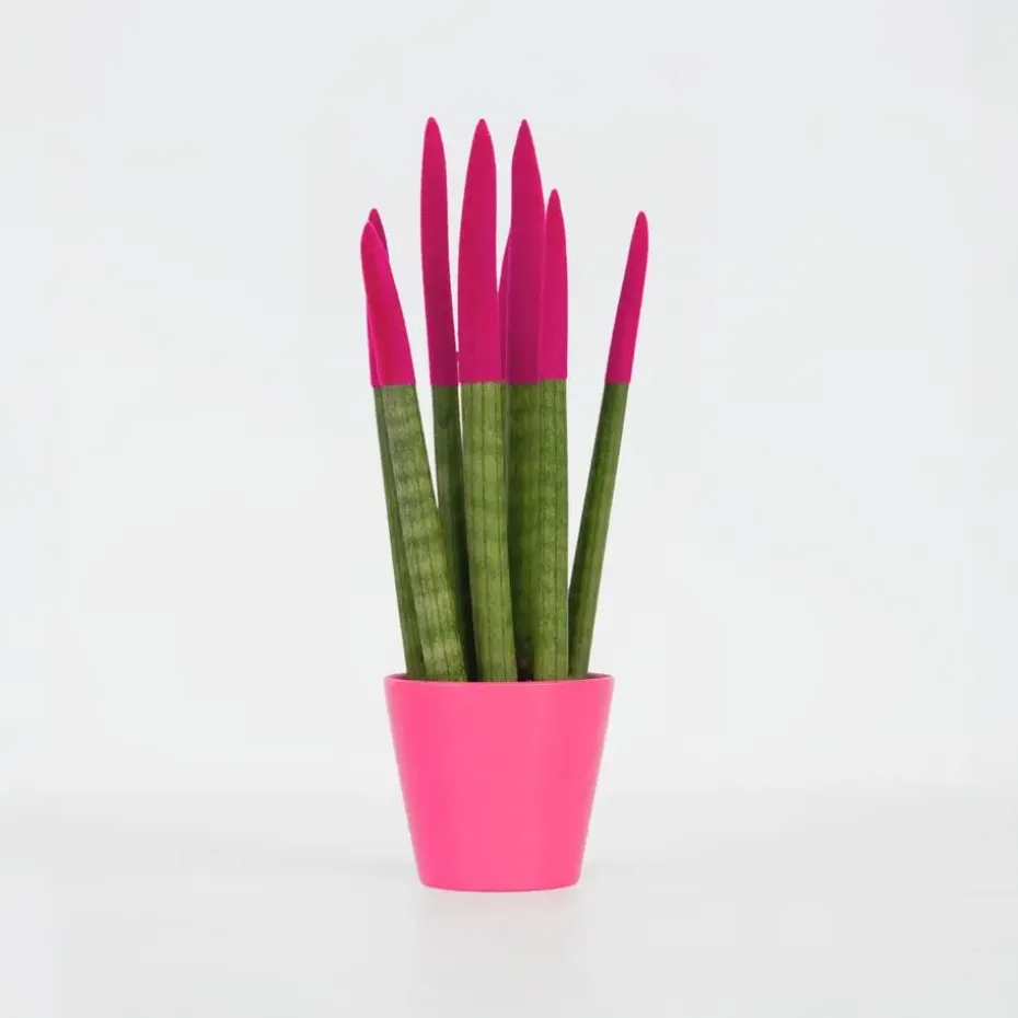 Afrikaanse Speerplant - Sansevieria cylindrica - Hoogte 20-40cm - Pot 9cm