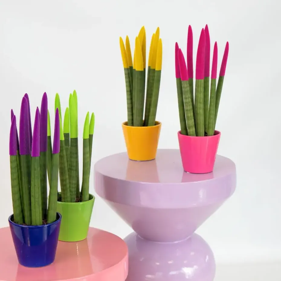 Afrikaanse Speerplant - Sansevieria cylindrica - Hoogte 20-40cm - Pot 9cm