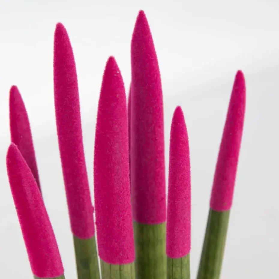 Afrikaanse Speerplant - Sansevieria cylindrica - Hoogte 20-40cm - Pot 9cm