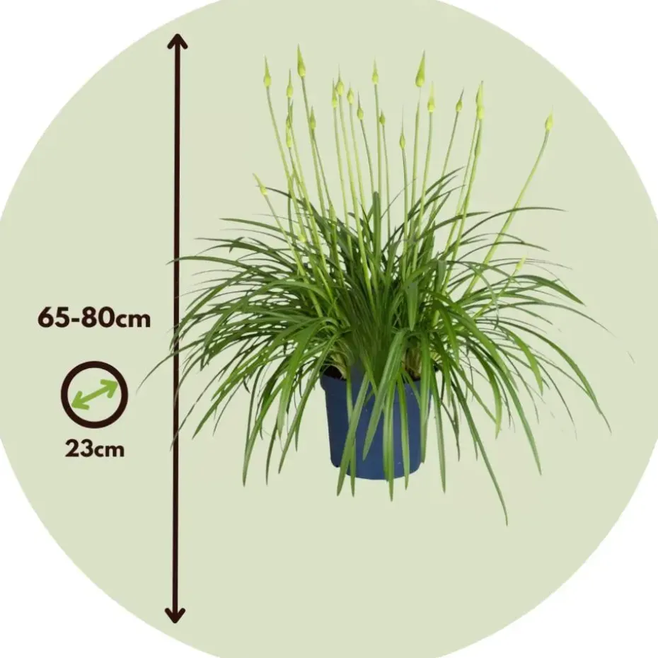 Agapanthus - Agapanthus 'Amourette Blue' - Hoogte 65 cm - ø23 cm