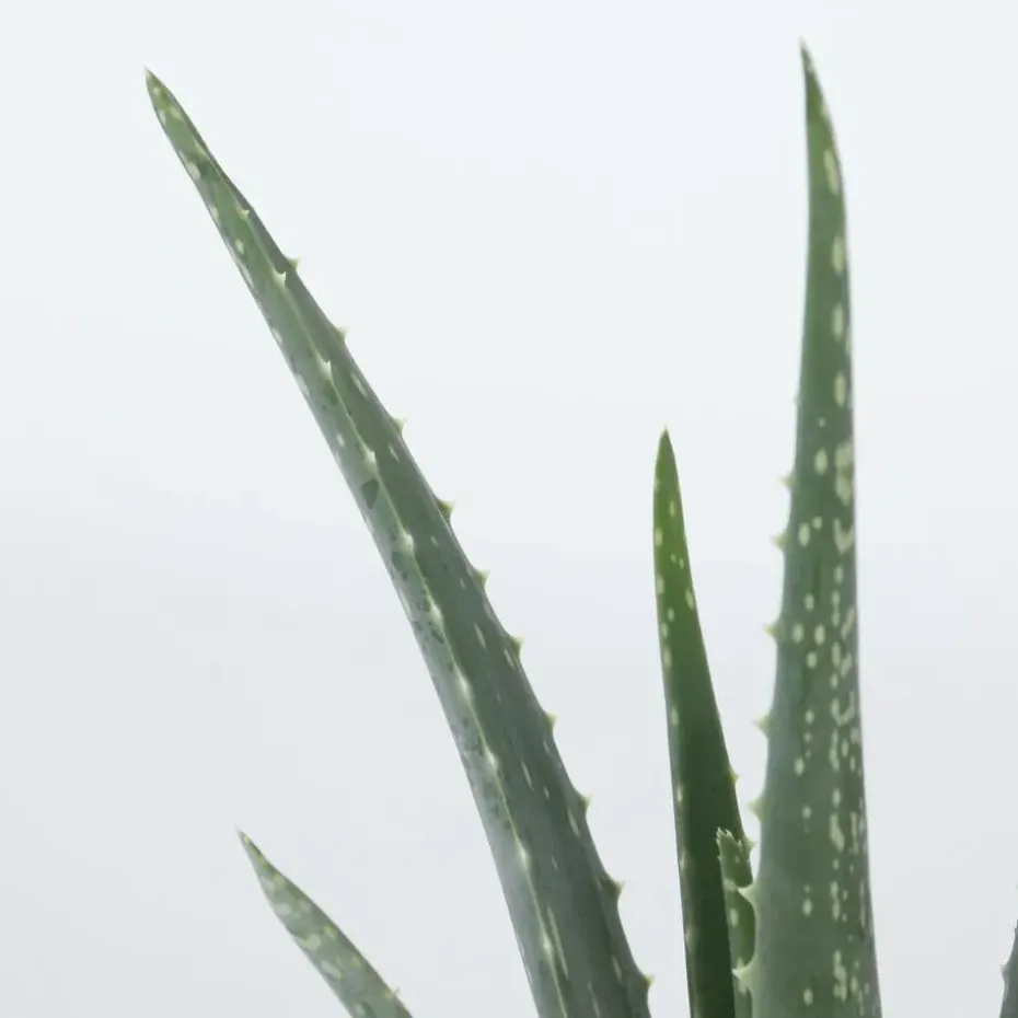 Aloë vera - Aloe barbadensis - Hoogte 25-40cm - ⌀10,5cm