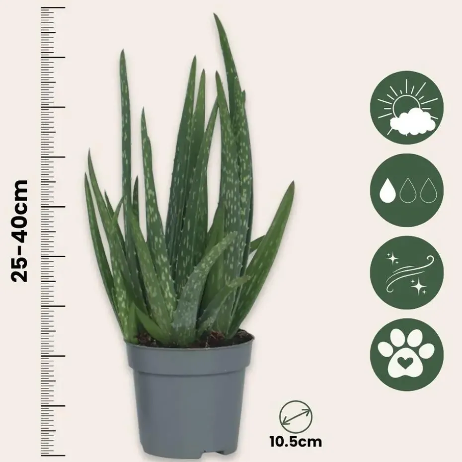 Aloë vera - Set van 3 - Aloe barbadensis - Hoogte 25-40cm - ⌀10,5cm