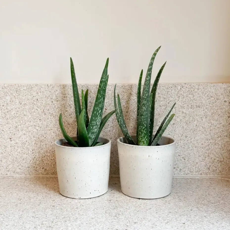 Aloë vera - Set van 2 - Aloe barbadensis - Hoogte 25-40cm - ⌀10,5cm