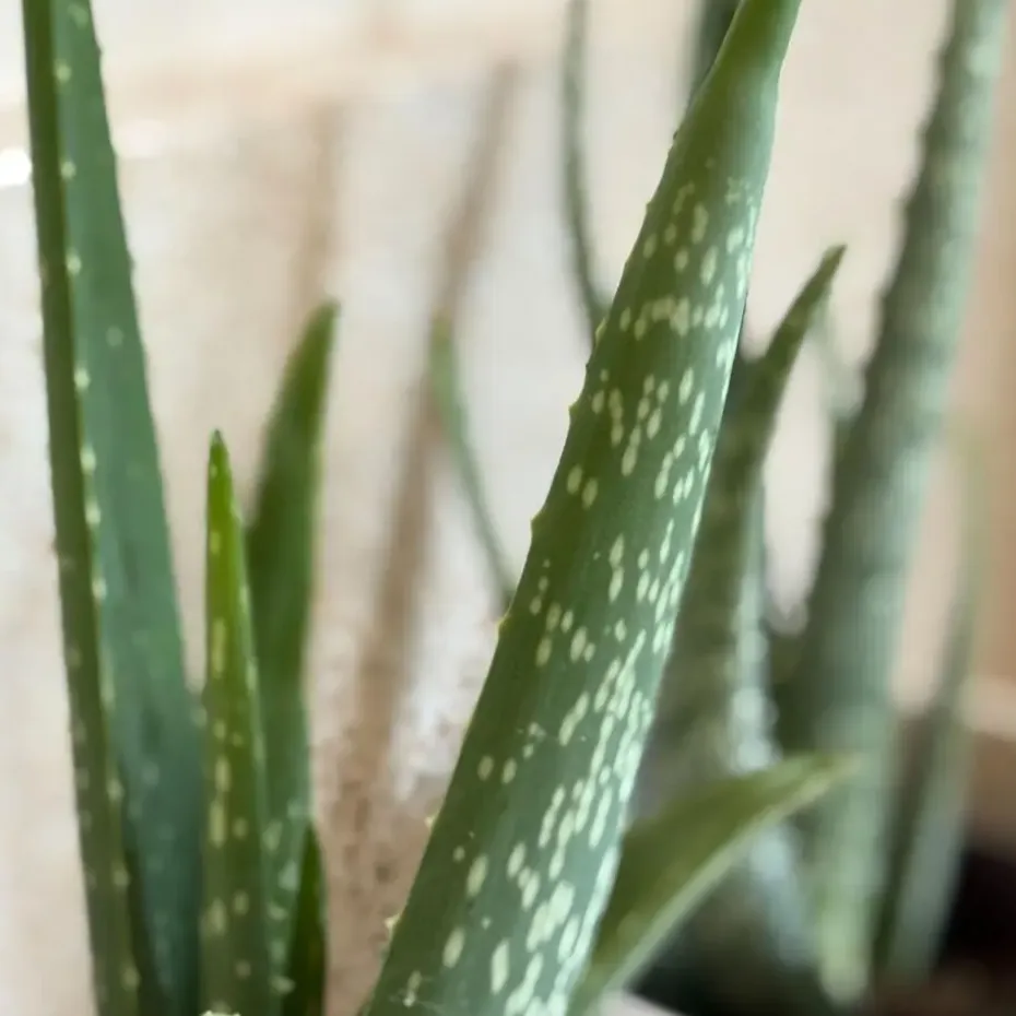 Aloë vera - Set van 2 - Aloe barbadensis - Hoogte 25-40cm - ⌀10,5cm