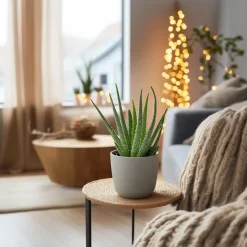Aloë vera - Set van 2 - Aloe barbadensis - Hoogte 25-40cm - ⌀10,5cm