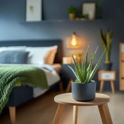Aloë vera - Set van 2 - Aloe barbadensis - Hoogte 25-40cm - ⌀10,5cm