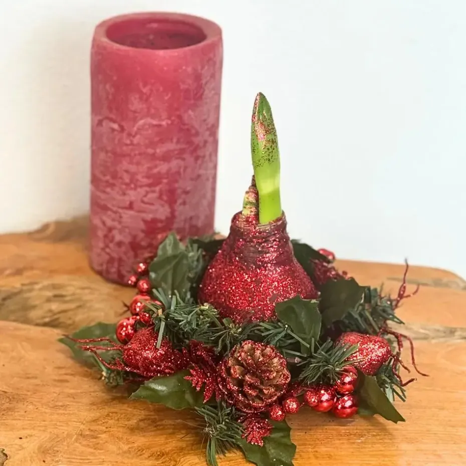 Amaryllis - Hippeastrum 'Kerstkransmix'