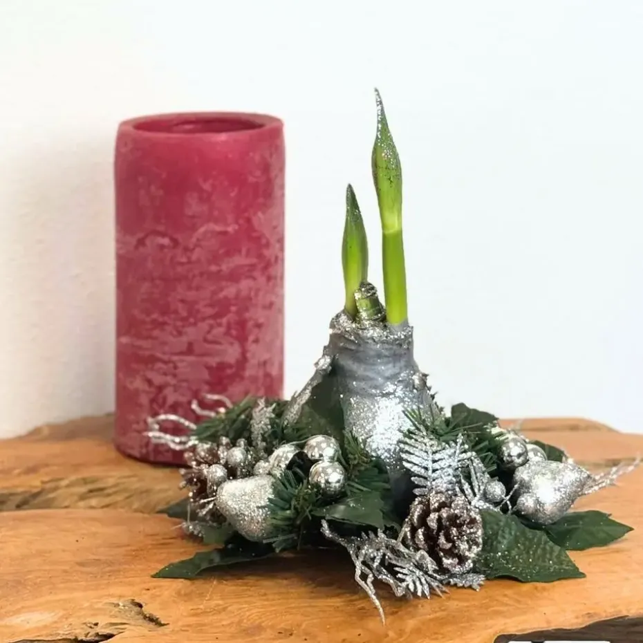 Amaryllis - Hippeastrum 'Kerstkransmix'