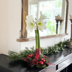 Amaryllis - Hippeastrum 'Kerstkrans' - Rood