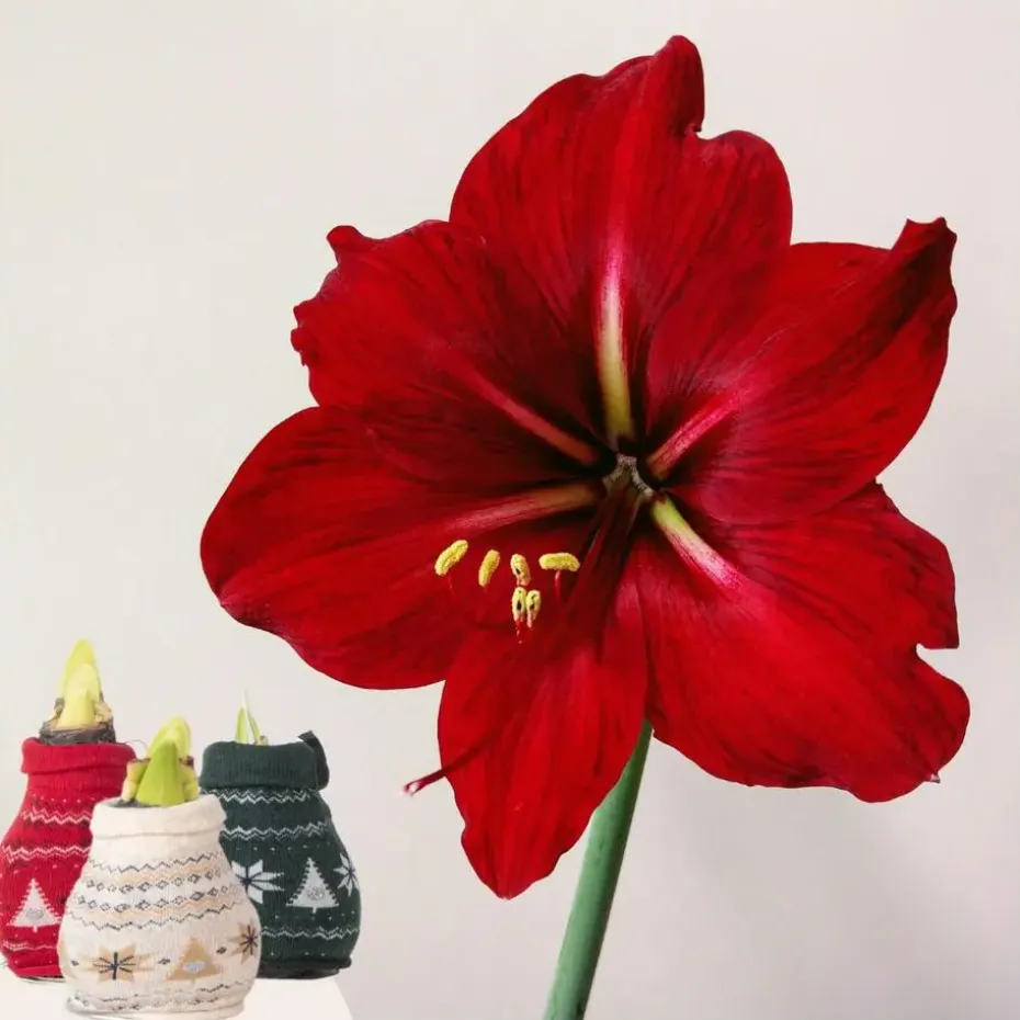 Amaryllis - Set van 3 - Hippeastrum 'Christmas Sweater' - Bloembol - Rood