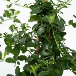 Amerikaanse sering - Ceanothus thyrsiflorus Repens - Hoogte 60-70cm - ⌀17cm