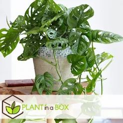 Apenmasker - Monstera adansonii 'Monkey Mask' - Hoogte 25-30cm - ⌀12cm
