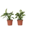 Apenmasker - Set van 2 - Monstera 'Monkey Mask' - Hoogte 25-30cm - ⌀12cm