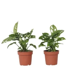 Apenmasker - Set van 2 - Monstera 'Monkey Mask' - Hoogte 25-30cm - ⌀12cm