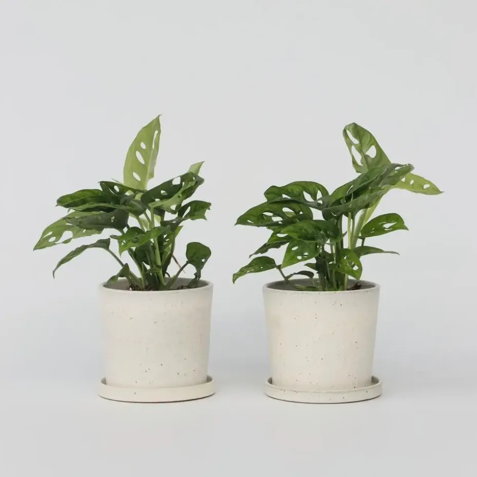 Apenmasker - Set van 2 - Monstera 'Monkey Mask' - Hoogte 25-30cm - ⌀12cm