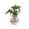 Apenmasker in glas - Monstera adansonii 'Monkey Mask' - Hoogte 25-35cm - ⌀20cm