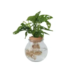 Apenmasker in glas - Monstera adansonii 'Monkey Mask' - Hoogte 25-35cm - ⌀20cm