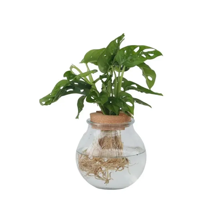 Apenmasker in glas - Monstera adansonii 'Monkey Mask' - Hoogte 25-35cm - ⌀20cm