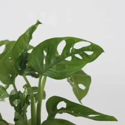Apenmasker in glas - Monstera adansonii 'Monkey Mask' - Hoogte 25-35cm - ⌀20cm