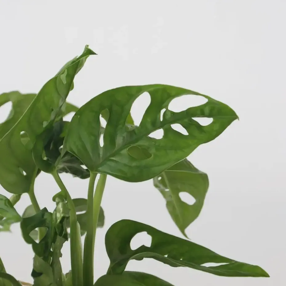 Apenmasker in glas - Monstera adansonii 'Monkey Mask' - Hoogte 25-35cm - ⌀20cm