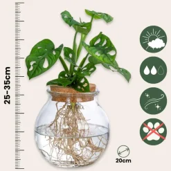 Apenmasker in glas - Monstera adansonii 'Monkey Mask' - Hoogte 25-35cm - ⌀20cm