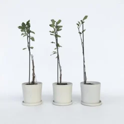 Appelboom-mix - Set van 3 - Malus - Hoogte 60-70cm - ⌀9cm