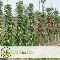 Appelboom-mix - Set van 6 - Malus - Hoogte 60-70cm - ⌀9cm