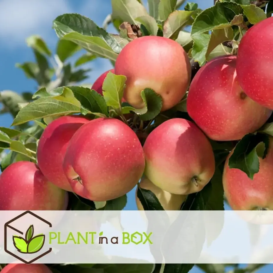 Appelboom-mix - Set van 6 - Malus - Hoogte 60-70cm - ⌀9cm