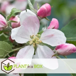 Appelboom-mix - Set van 6 - Malus - Hoogte 60-70cm - ⌀9cm