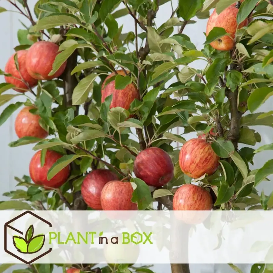 Appelboom-mix - Set van 6 - Malus - Hoogte 60-70cm - ⌀9cm