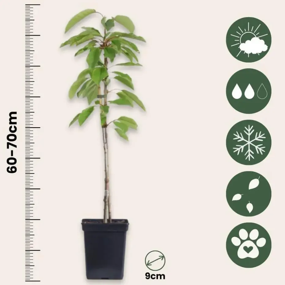 Appelboom-mix - Set van 6 - Malus - Hoogte 60-70cm - ⌀9cm