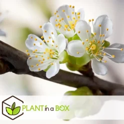 Appelboom-mix - Set van 6 - Malus - Hoogte 60-70cm - ⌀9cm