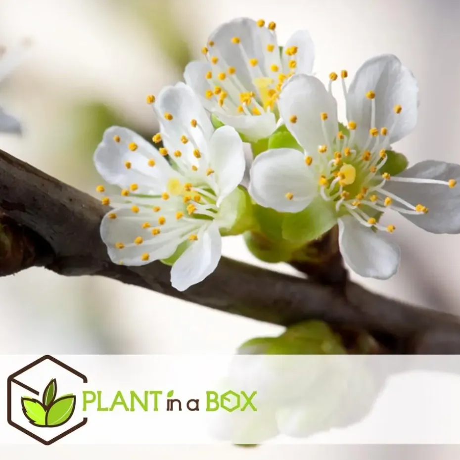 Appelboom-mix - Set van 6 - Malus - Hoogte 60-70cm - ⌀9cm