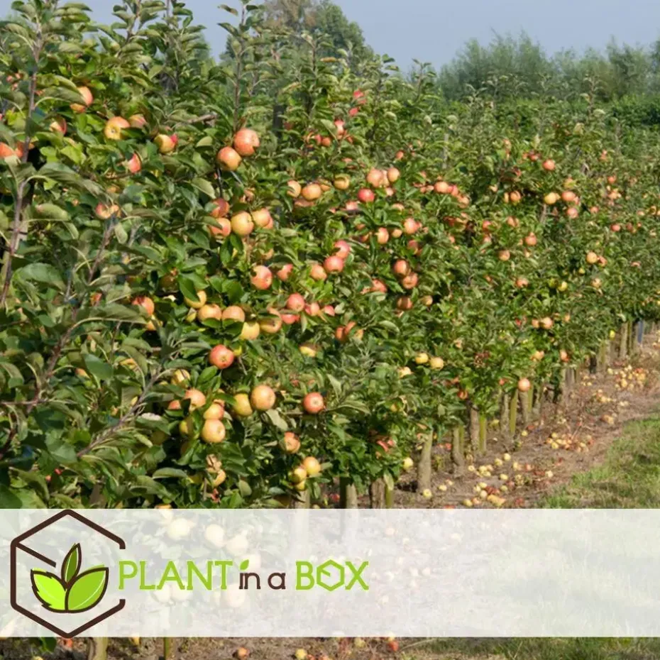 Appelboom-mix - Set van 6 - Malus - Hoogte 60-70cm - ⌀9cm