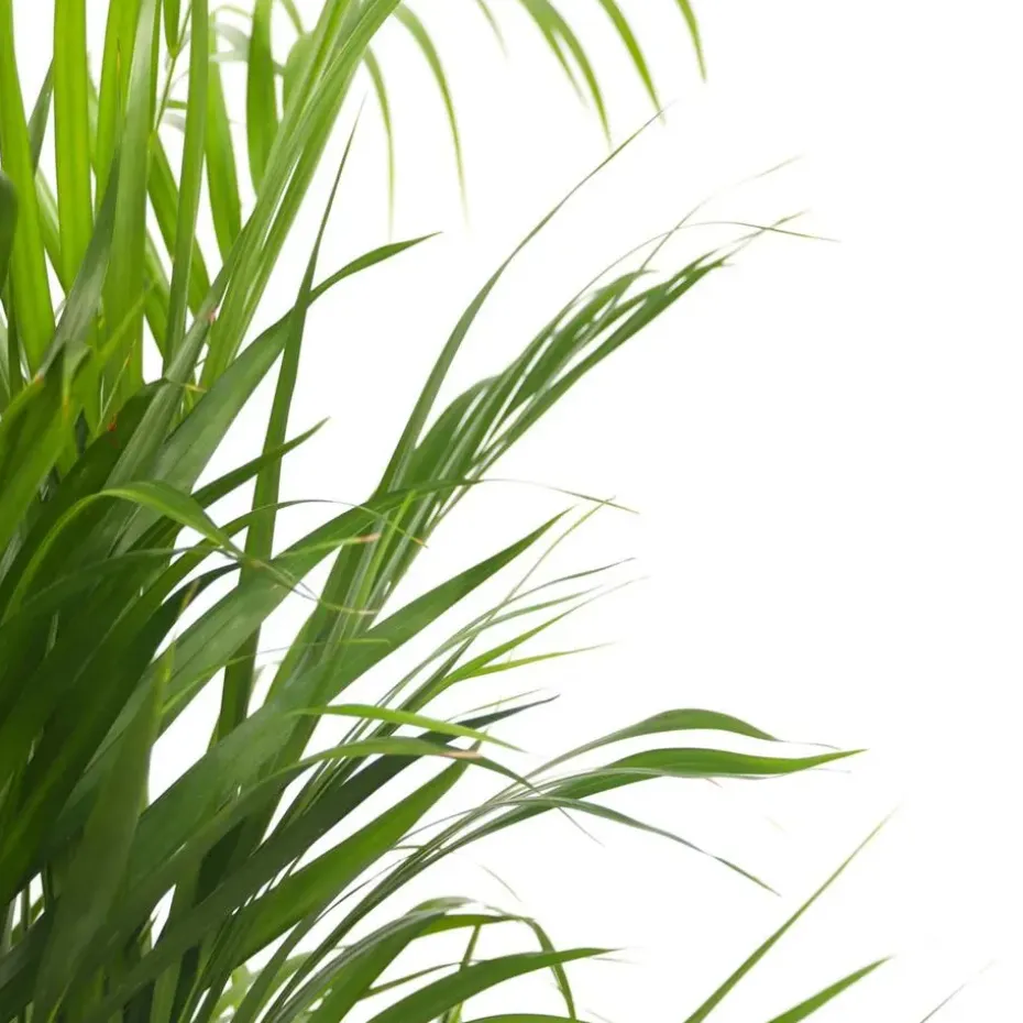 Areca goudpalm - Dypsis lutescens - Hoogte 60-70cm - ⌀17cm