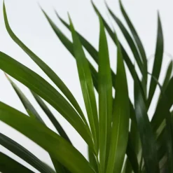 Areca goudpalm - Dypsis lutescens - Hoogte 60-70cm - ⌀17cm