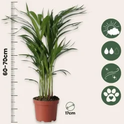 Areca goudpalm - Dypsis lutescens - Hoogte 60-70cm - ⌀17cm