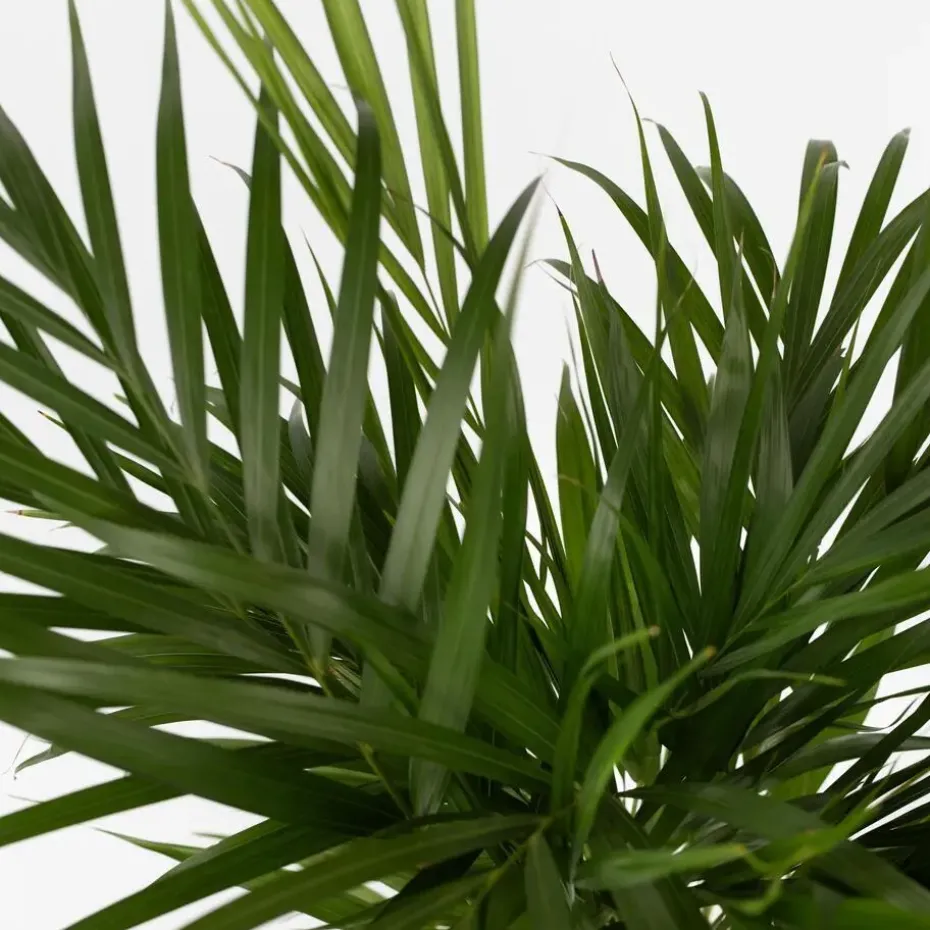 Areca goudpalm - Dypsis lutescens - Hoogte 60-70cm - ⌀17cm