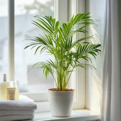 Areca goudpalm - Dypsis lutescens - Hoogte 30-45cm - ⌀12cm