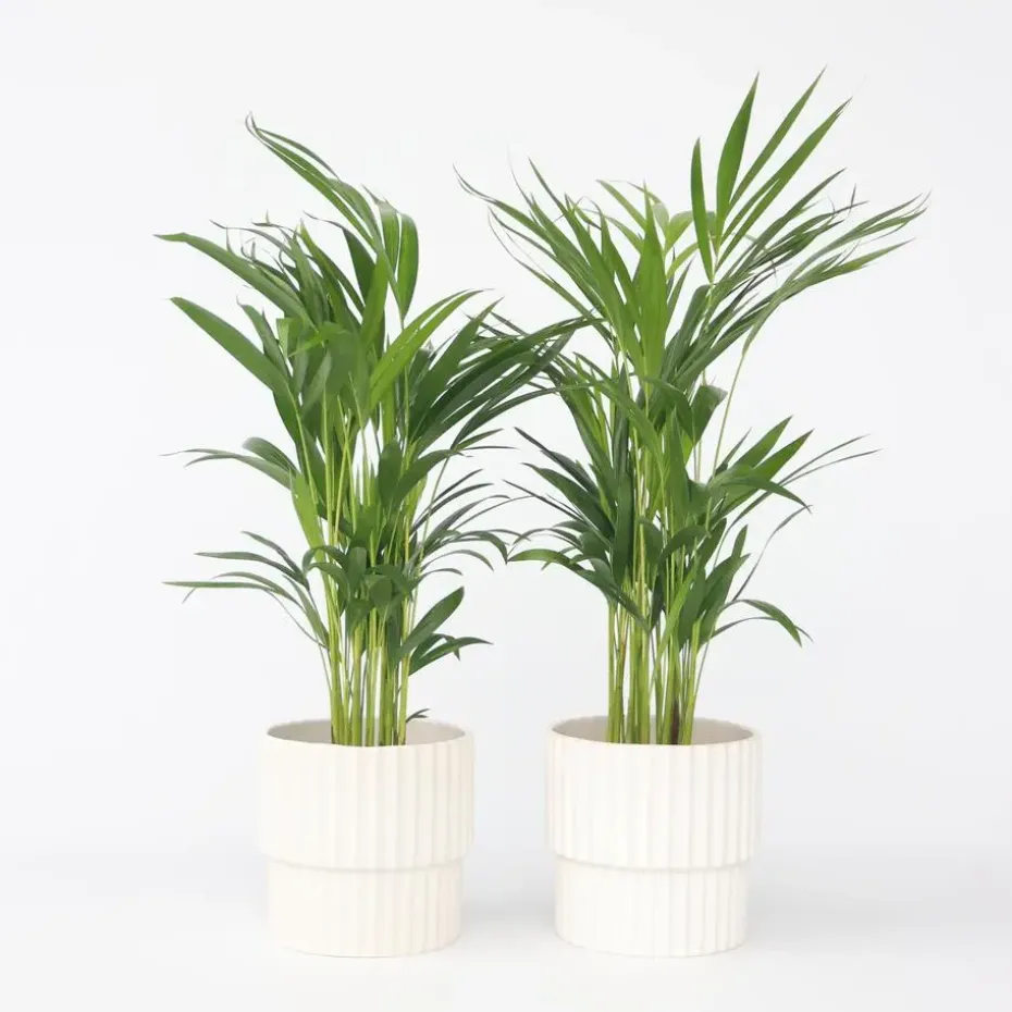 Areca goudpalm - Set van 2 - Dypsis lutescens - Hoogte 60-70cm - ⌀17cm