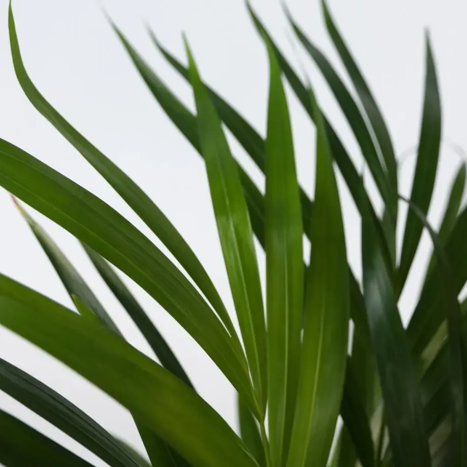 Areca goudpalm - Set van 2 - Dypsis lutescens - Hoogte 60-70cm - ⌀17cm