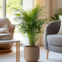 Areca goudpalm - Set van 2 - Dypsis lutescens - Hoogte 60-70cm - ⌀17cm