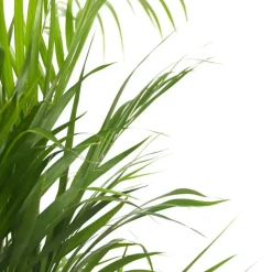 Areca goudpalm - Set van 2 - Dypsis lutescens - Hoogte 100-120cm - ⌀21cm