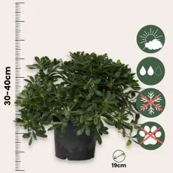 Australische laurier - Pittosporum tobira nanum - Hoogte 30-40cm - ⌀19cm