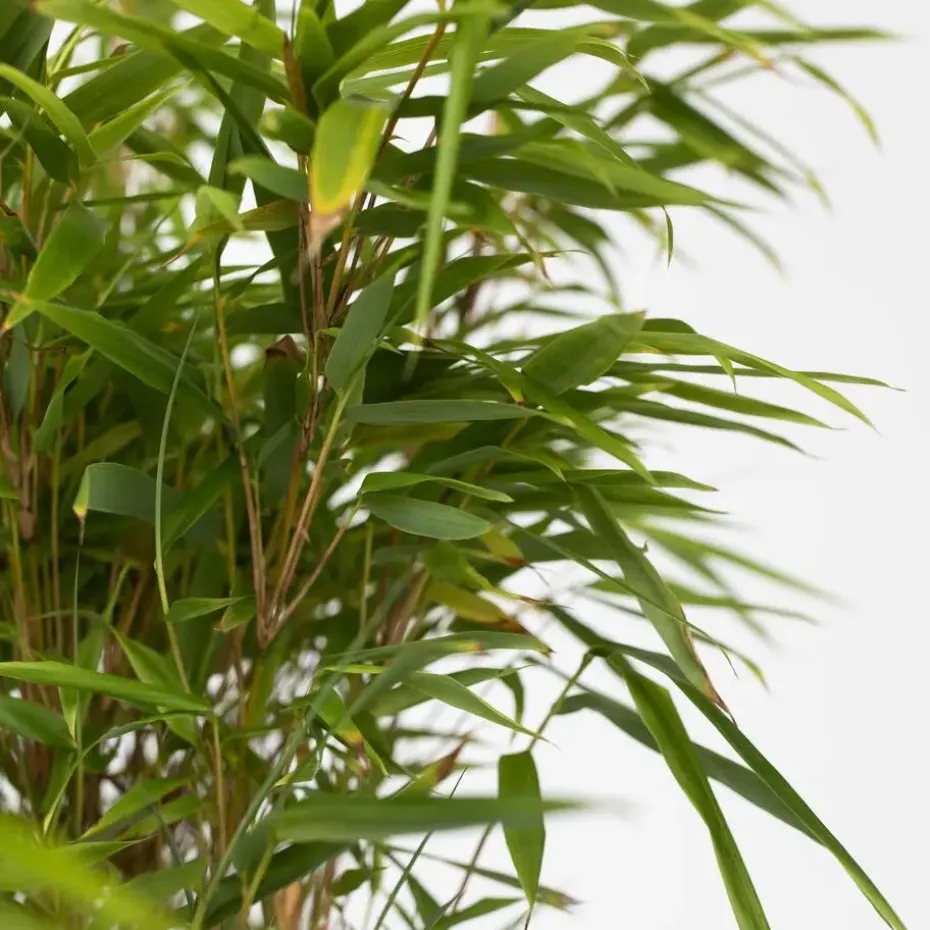 Bamboe - Fargesia nitida 'Gansu' - Hoogte 50-70cm - ⌀17cm