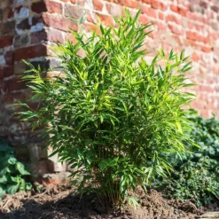 Bamboe - Fargesia nitida 'Gansu' - Hoogte 50-70cm - ⌀17cm