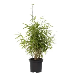 Bamboe - Fargesia nitida 'Red Dragon' - Hoogte 50-70cm - ⌀17cm