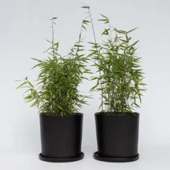 Bamboe - Set van 12 - Fargesia nitida 'Red Dragon' - Hoogte 50-70cm - ⌀17cm